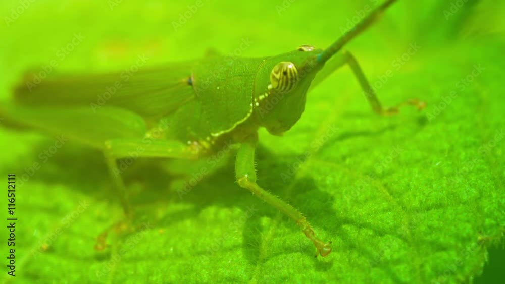 Video 1080p - Grasshopper in their natural habitat closeup Video 1080p - Grasshopper in their natural habitat closeup