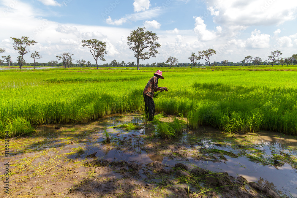 Farmers working in rice field