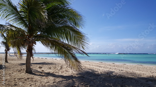 Fototapeta Naklejka Na Ścianę i Meble -  Palmtree on Baby beach