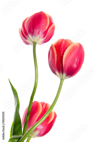 Fototapeta Naklejka Na Ścianę i Meble -  Cubiform tulips