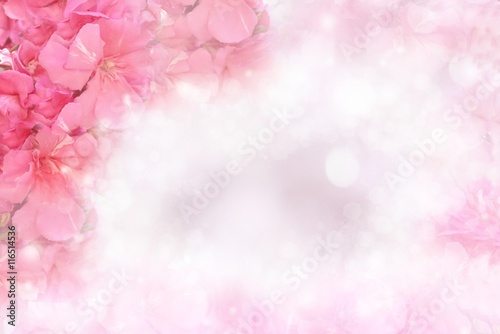 beautiful pink romance flower blossom in soft pastel color with bokeh light border and frame, concept for love valentine,wedding or any special events