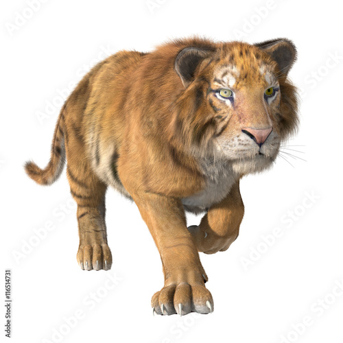 Fototapeta Naklejka Na Ścianę i Meble -  3d CG illustration of trotting tiger isolated