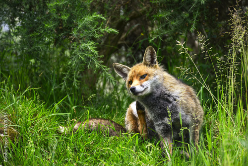 Stunning male fox in long lush green grass of Summer field © veneratio