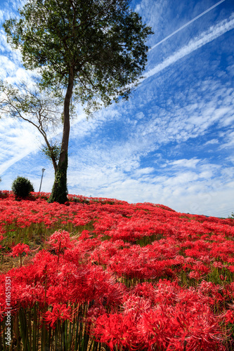 Fotografía 彼岸花と青空