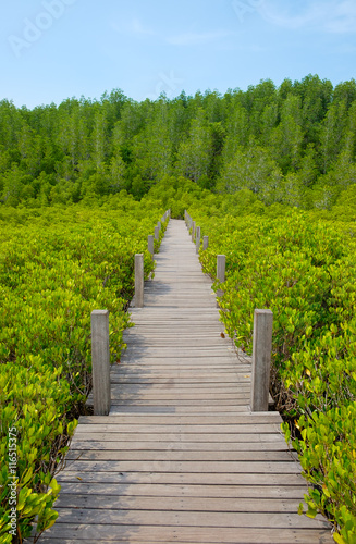 Wooden walkway bridge on Ceriops Tagal field in mangrove forest