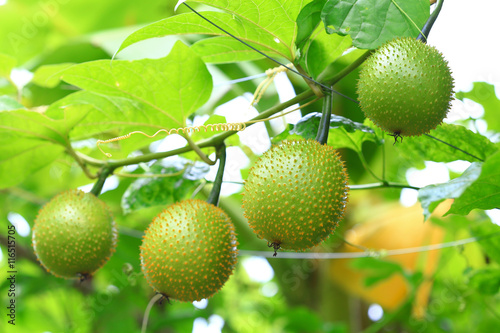 Gac,Baby jackruit,Spiny bitter gourd,Sweet grourd or cochinch,Very delicious and medicinal  photo
