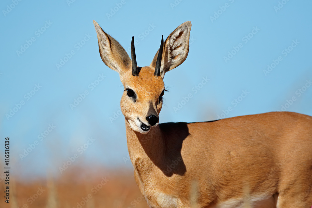 Portrait of a male steenbok antelope (Raphicerus campestris), South Africa.