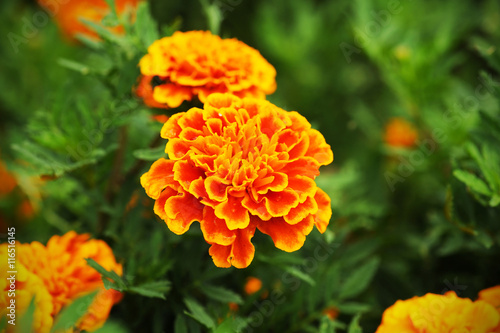 fresh gold marigolds flower in the garedn