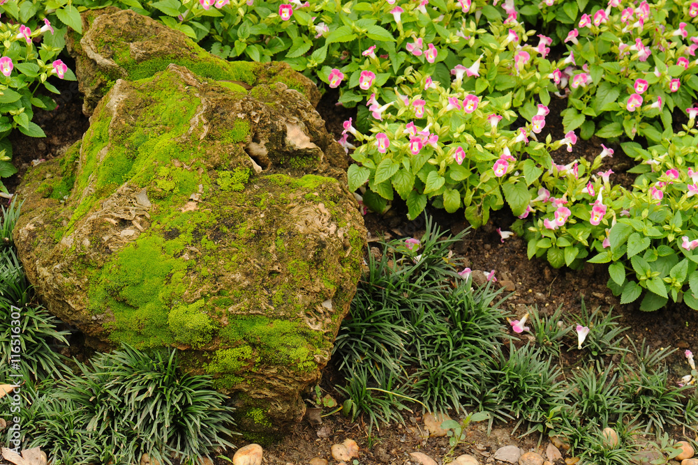 Moss grow on rock with flowers Moss grow on rock with flowers