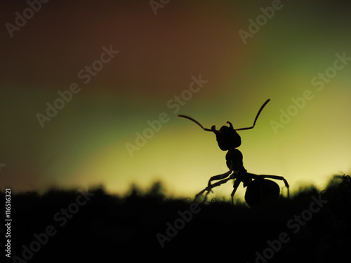 Large ant silhouette on beautiful background. macro