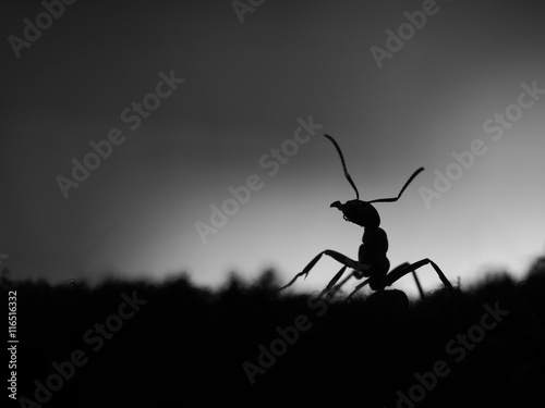 Silhouette of ant at sunset. Black and white colors. Macro.