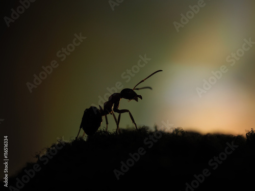 Large ant silhouette on beautiful background. macro