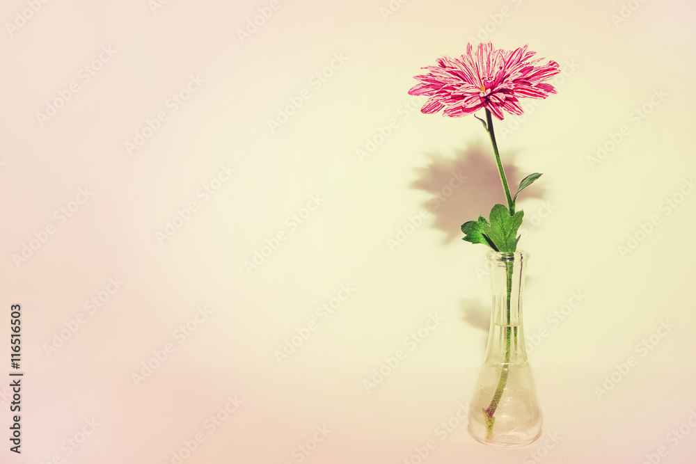 One chrysanthemum in glass vase One chrysanthemum in glass vase