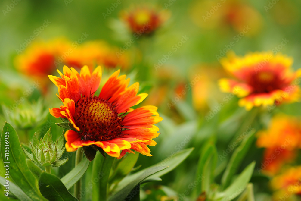 Gaillardia pulchella Foug, Blanket Flower Gaillardia pulchella Foug, Blanket Flower