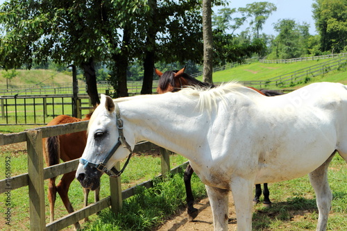 牧場の白馬