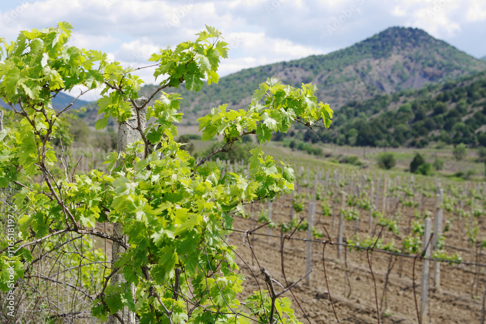 grapevine closeup on background of vineyard in Kutlaksky valley, Crimea, 
 local focus on foreground, shallow DOF