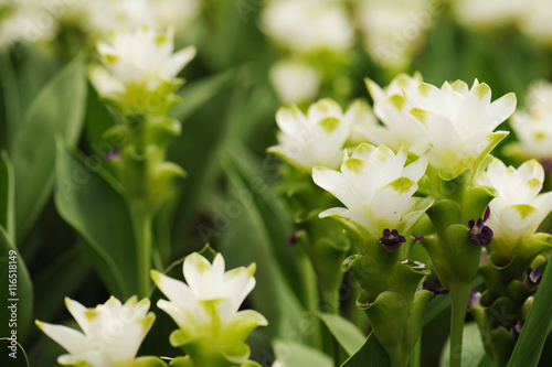 Beautiful white siam tulips blooming in garden