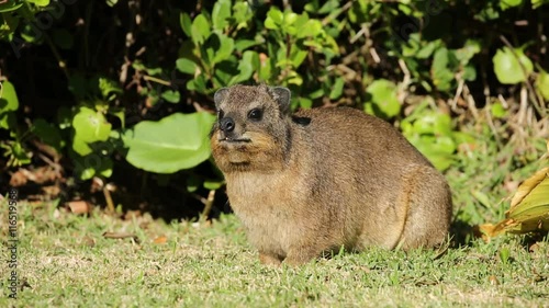An alert rock hyrax (Procavia capensis) in natural habitat, South Africa