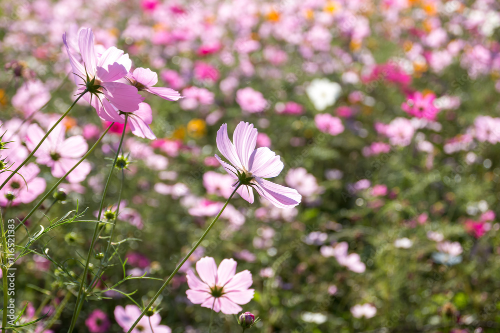 コスモスの花 コスモスの花