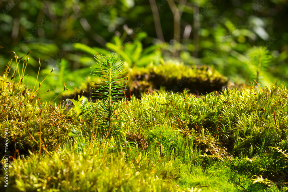 Abstract, colorful composition with moss flowers in deep forest