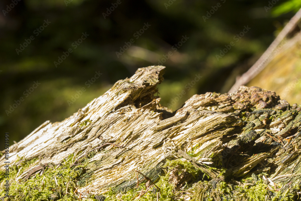 Abstract, colorful composition with moss flowers in deep forest Abstract, colorful composition with moss flowers in deep forest