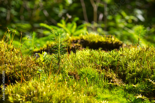 Abstract, colorful composition with moss flowers in deep forest