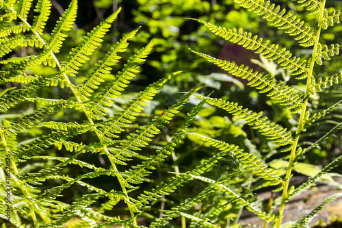 Fern leaf. Fern leaves foliage in the deep forest