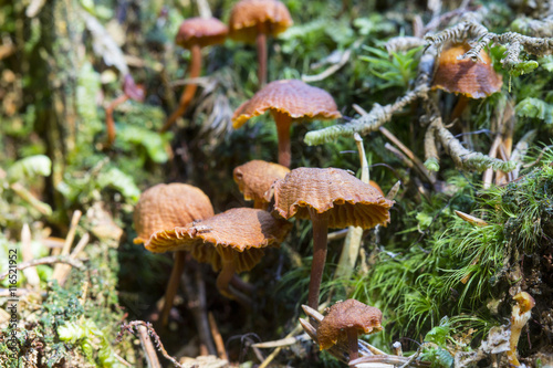 Mushrooms in deep moss forest with green fresh moss