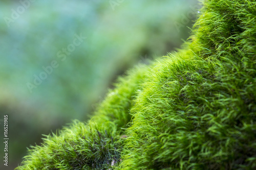 Abstract, colorful composition with moss flowers in deep forest