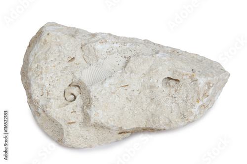 Limestone with inclusions of sea shells. Limestone is a sedimentary rock composed largely of the minerals calcite and aragonit, composed of skeletal fragments of marine organisms.