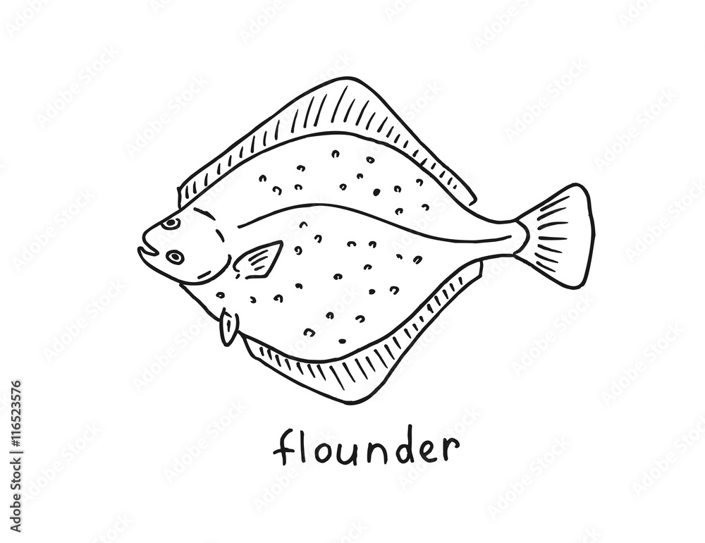 Flatfish Drawing Flounder, PNG, 800x600px, Fish, Drawing, European Plaice,  Fishing, Flatfish Download Free