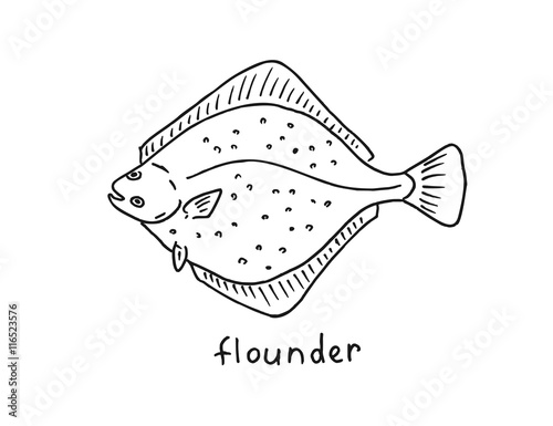 Fish Sketch. Flounder handdrawn illustration. Vector image