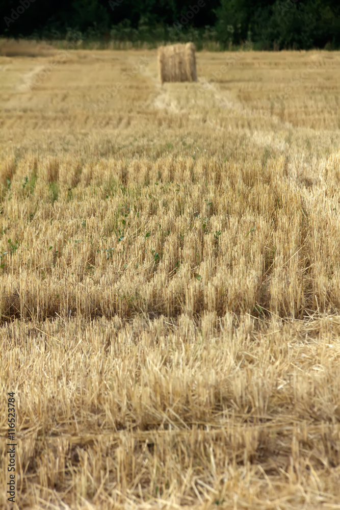 Fall. Slanted field.