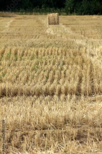 Obraz na płótnie Fall. Slanted field. w salonie