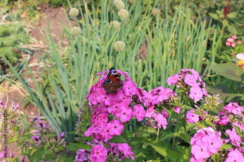 Бабочка сидит на цветах и пьет нектар