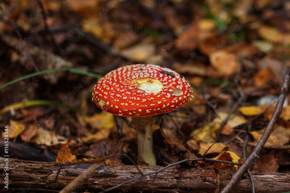 Fly agaric. Forest mushroom.