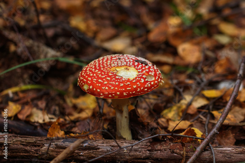 Fly agaric. Forest mushroom. 