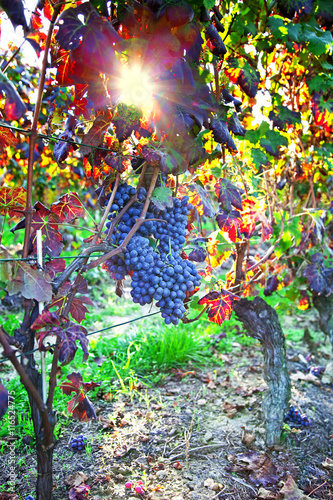 Astigiano, Piedmont, Italy: detail of vineyard in sunset photo