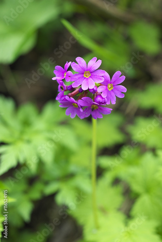                       Primula jesoana 