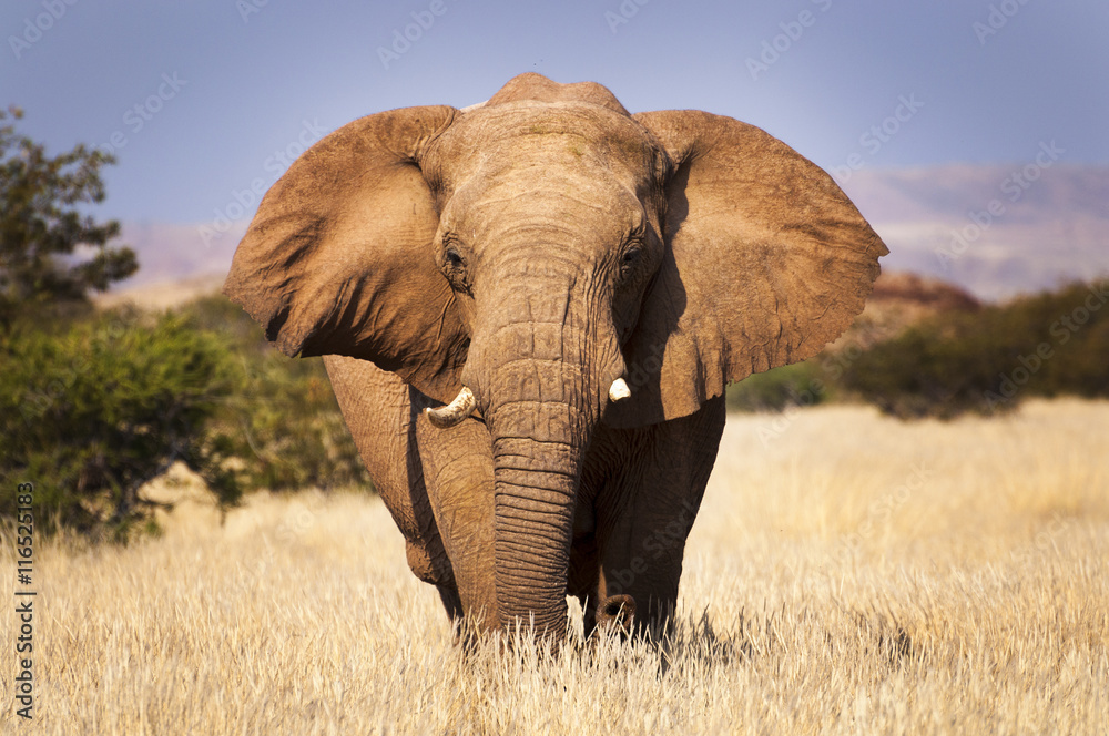 Fototapeta premium Słoń na sawannie, w Namibii, Afryce, koncepcja podróżowania po Afryce i Safari