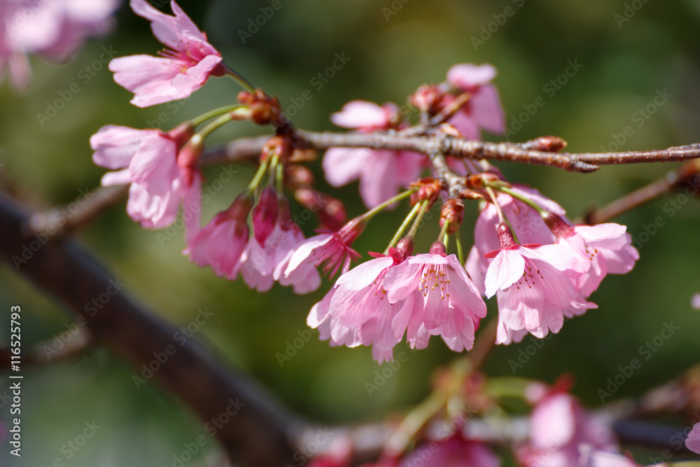 桜の花
