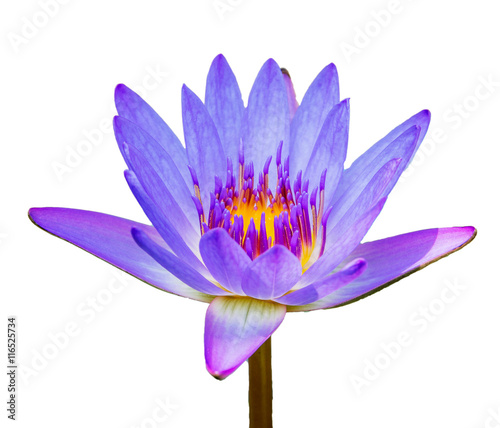 Fototapeta Naklejka Na Ścianę i Meble -  Colorful purple water lily macro shot on white background.