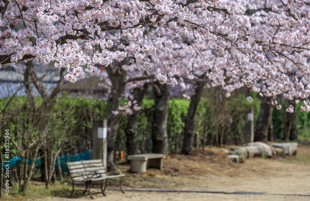 Fototapeta premium 桜の花