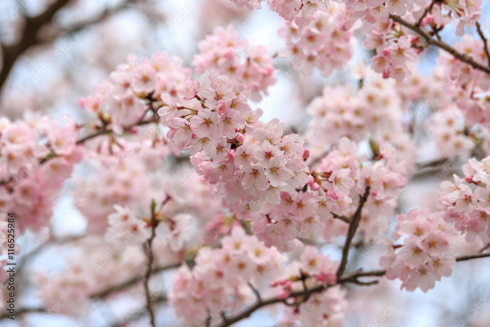 桜の花