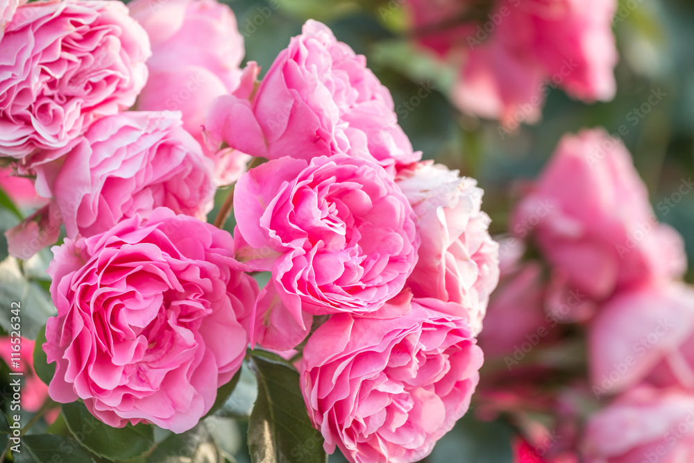 薔薇の花 薔薇の花