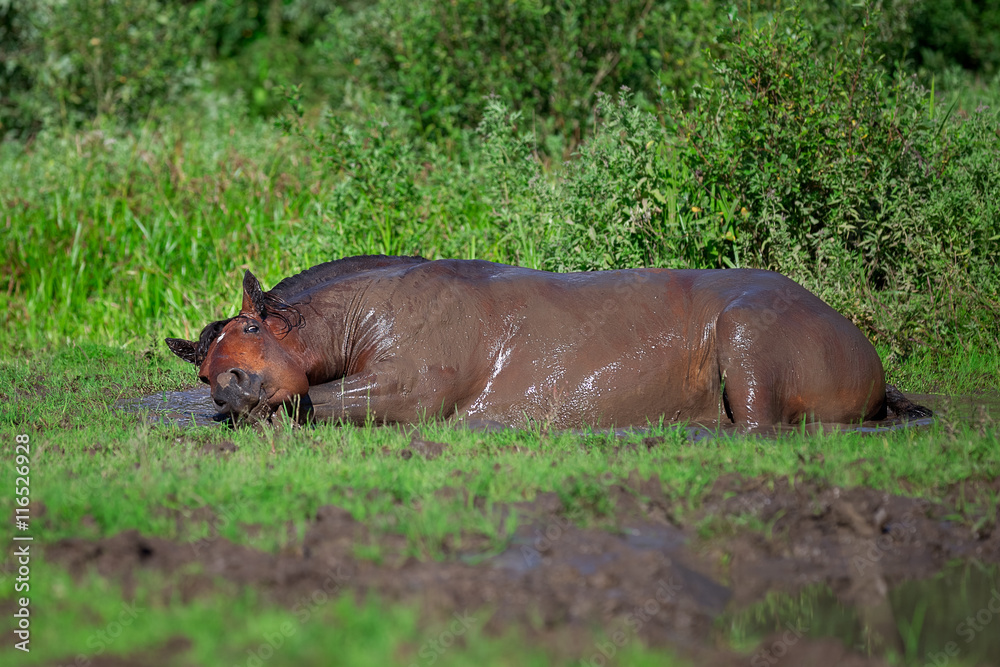 Horse bathes in the mud pond