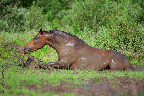 Obraz na płótnie Horse bathes in the mud pond
w salonie