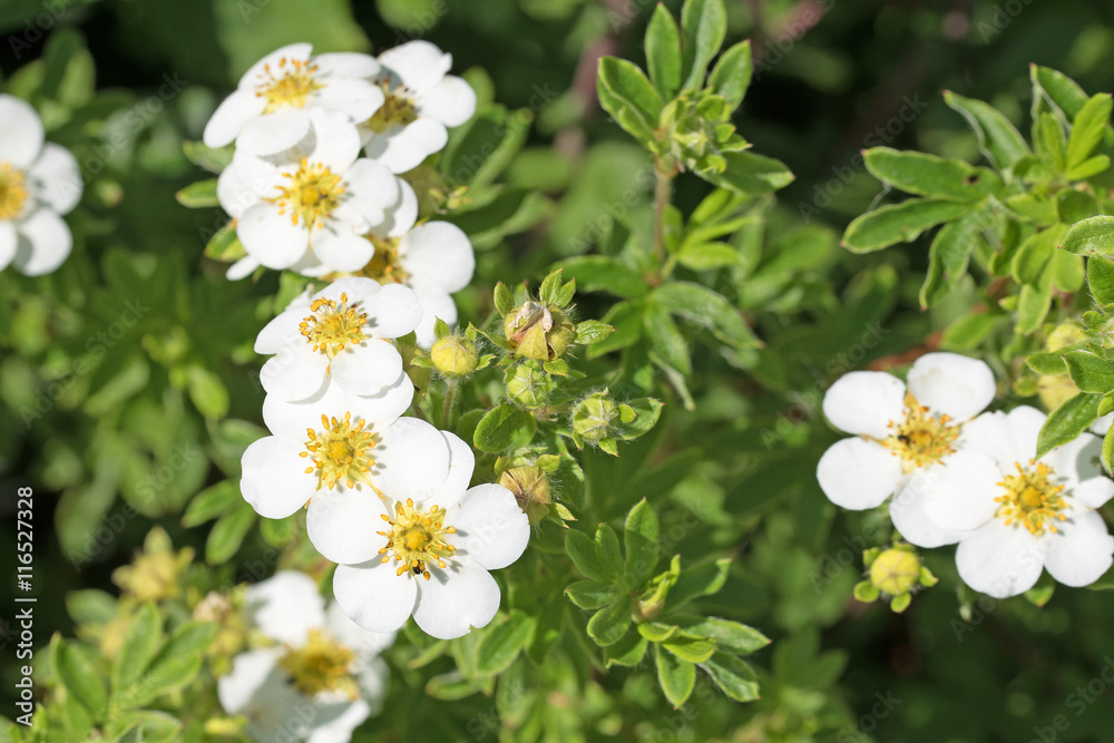 Fingerstrauch, Potentilla fruticosa, Fingerkraut Fingerstrauch, Potentilla fruticosa, Fingerkraut
