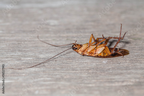 dead cockroach © chyball