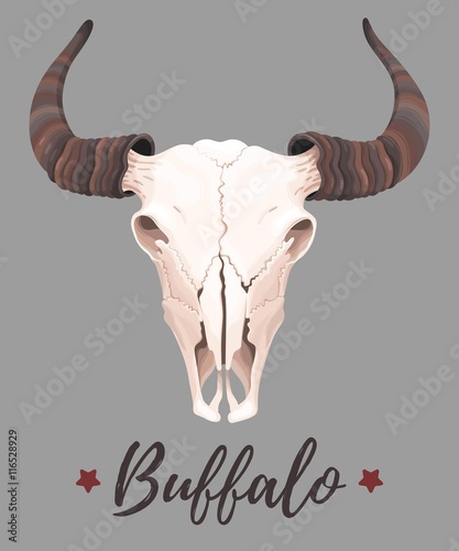 Illustration of buffalo skull